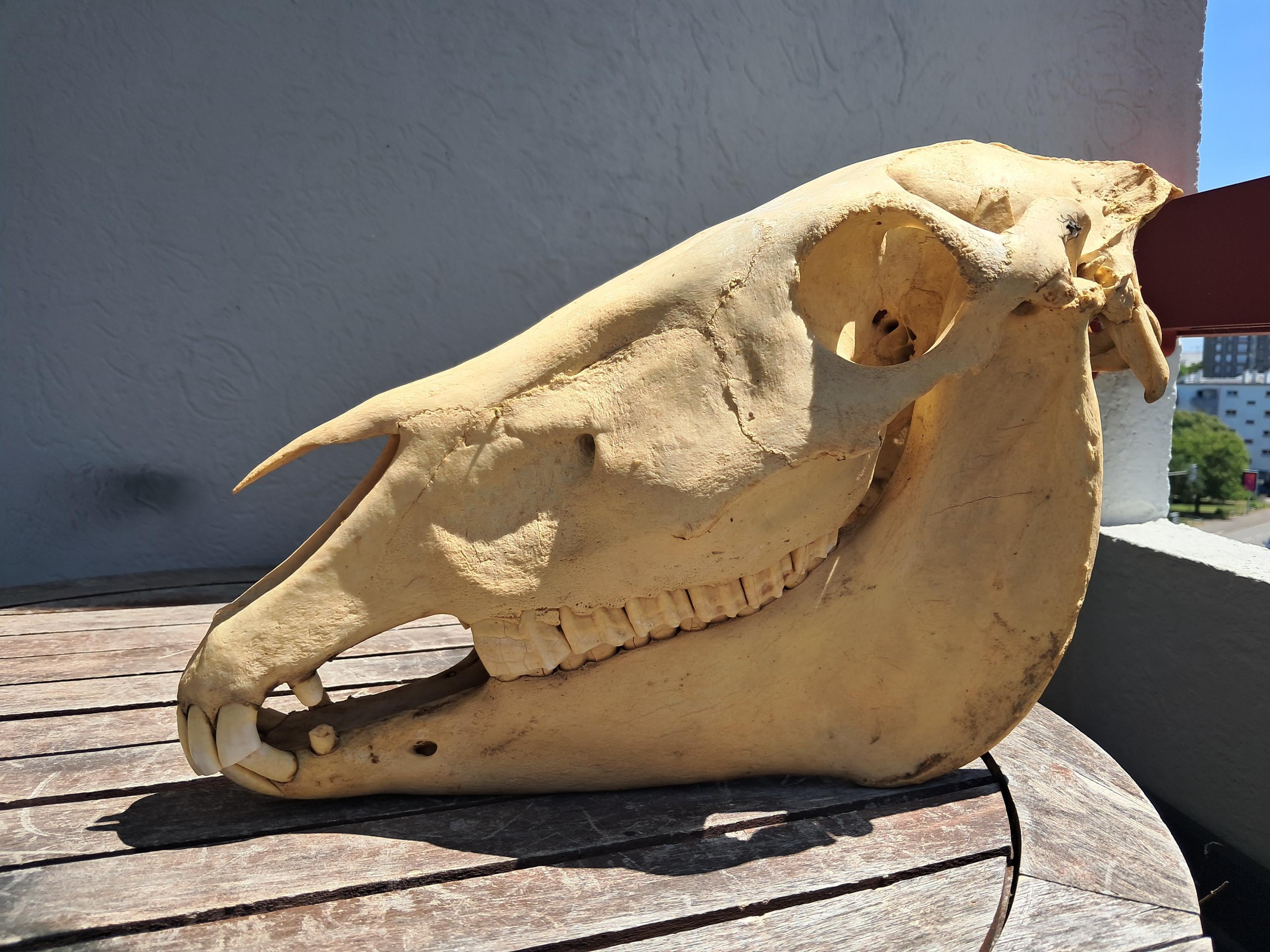 Donkey Skull; Equus Asinus - Etsy