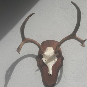 Whitetail Deer Trophy; Odocoileus virginianus