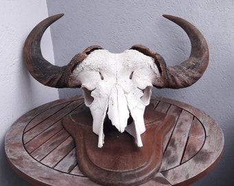 Cape Buffalo Trophy (caffer); Syncerus caffer
