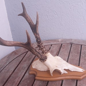 Siberian roe deer trophy on shield; Capreolus pygargus