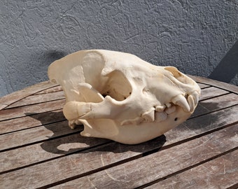 Spotted Hyena Skull; Crocuta crocuta
