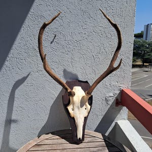 Red deer trophy 8 irregular horns #2907
