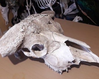 Cape buffalo skull (caffer); Syncerus caffer
