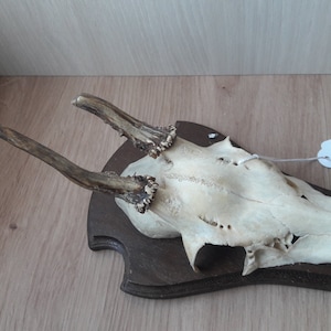 Roe deer trophy on shield #L36(35)