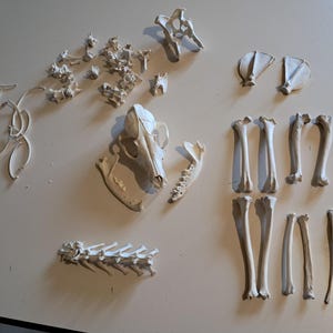 Pathological skeleton of a red fox; Vulpes vulpes