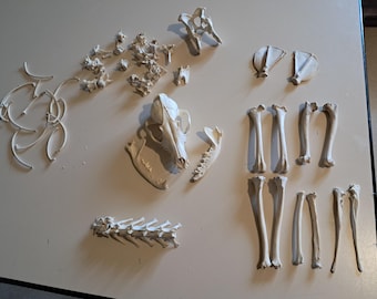 Pathological skeleton of a red fox; Vulpes vulpes