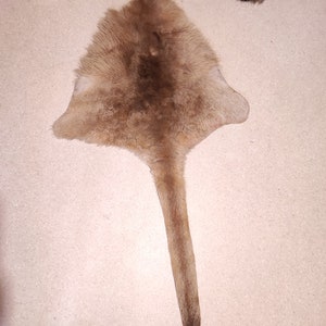 Red kangaroo skin; Osphranter rufus