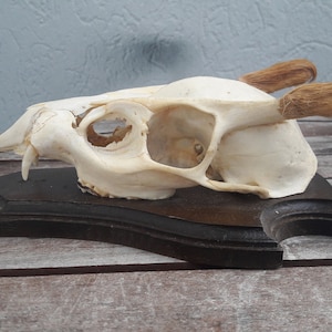 Reeves&#39;s Muntjac Trophy; Muntiacus reevesi