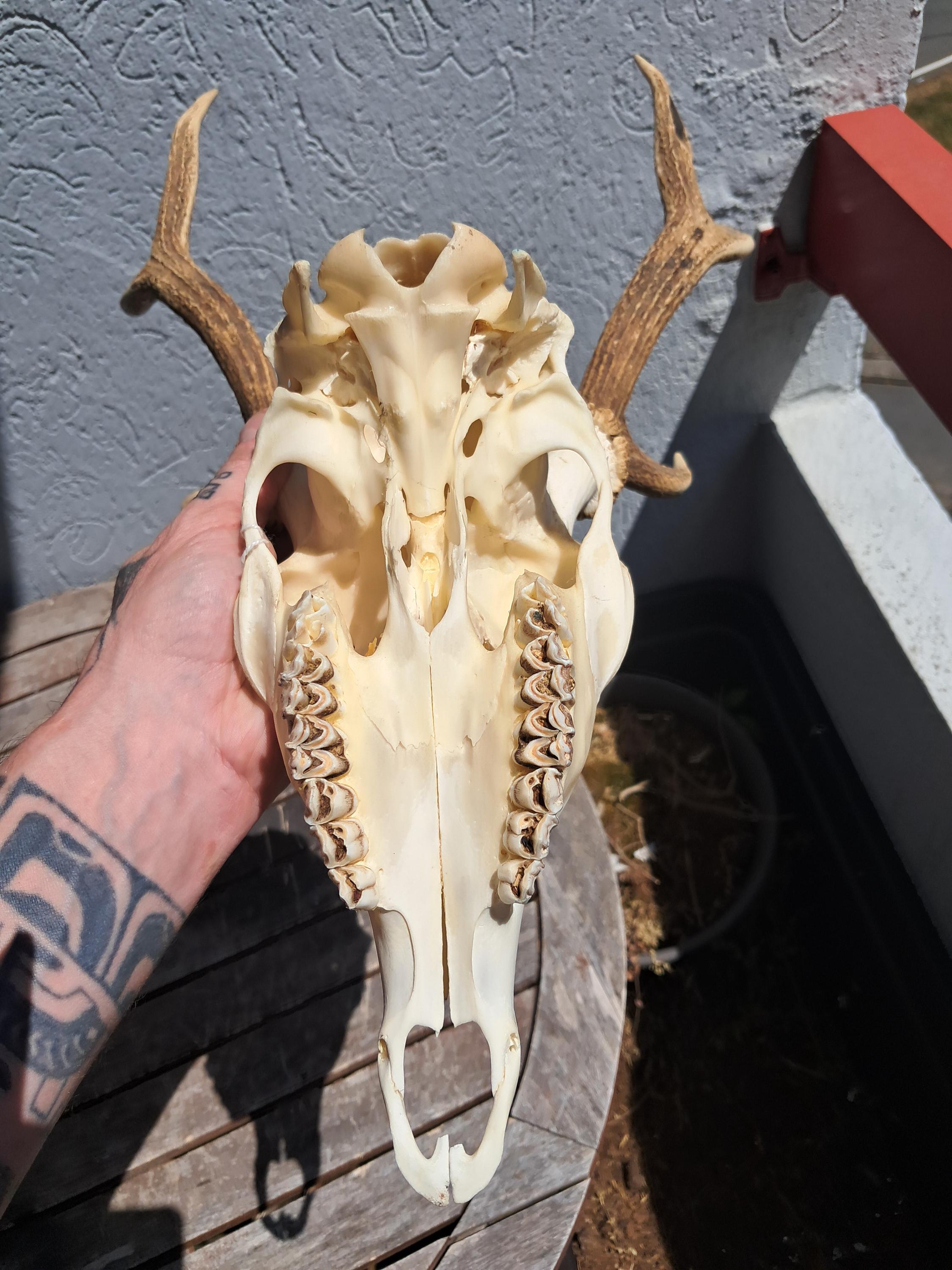 ニホンジカの頭蓋骨の一部 ニホンジカの頭蓋骨の一部