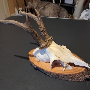 Roe deer trophy on shield #2112(2)