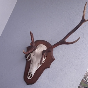Atypical red deer trophy