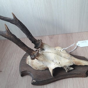 Roe deer trophy on shield #L36(29)