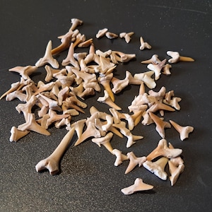 Lot of 90 shark tooth fossils #13