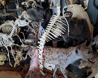 Osteological mount of Bennett&#39;s wallaby; Macropus rufogriseus