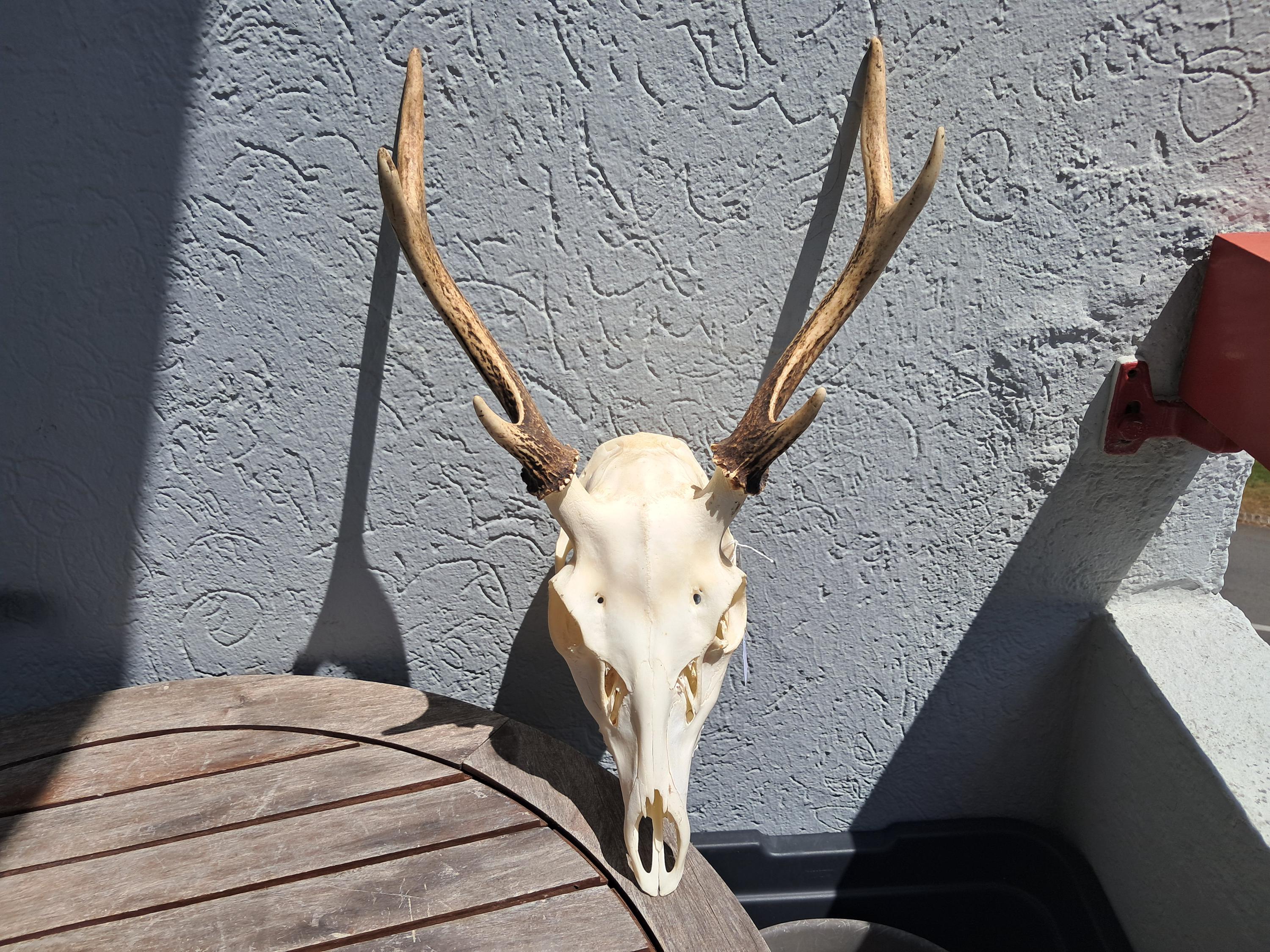 Sika Deer Skull; Cervus Nippon #3 - Etsy