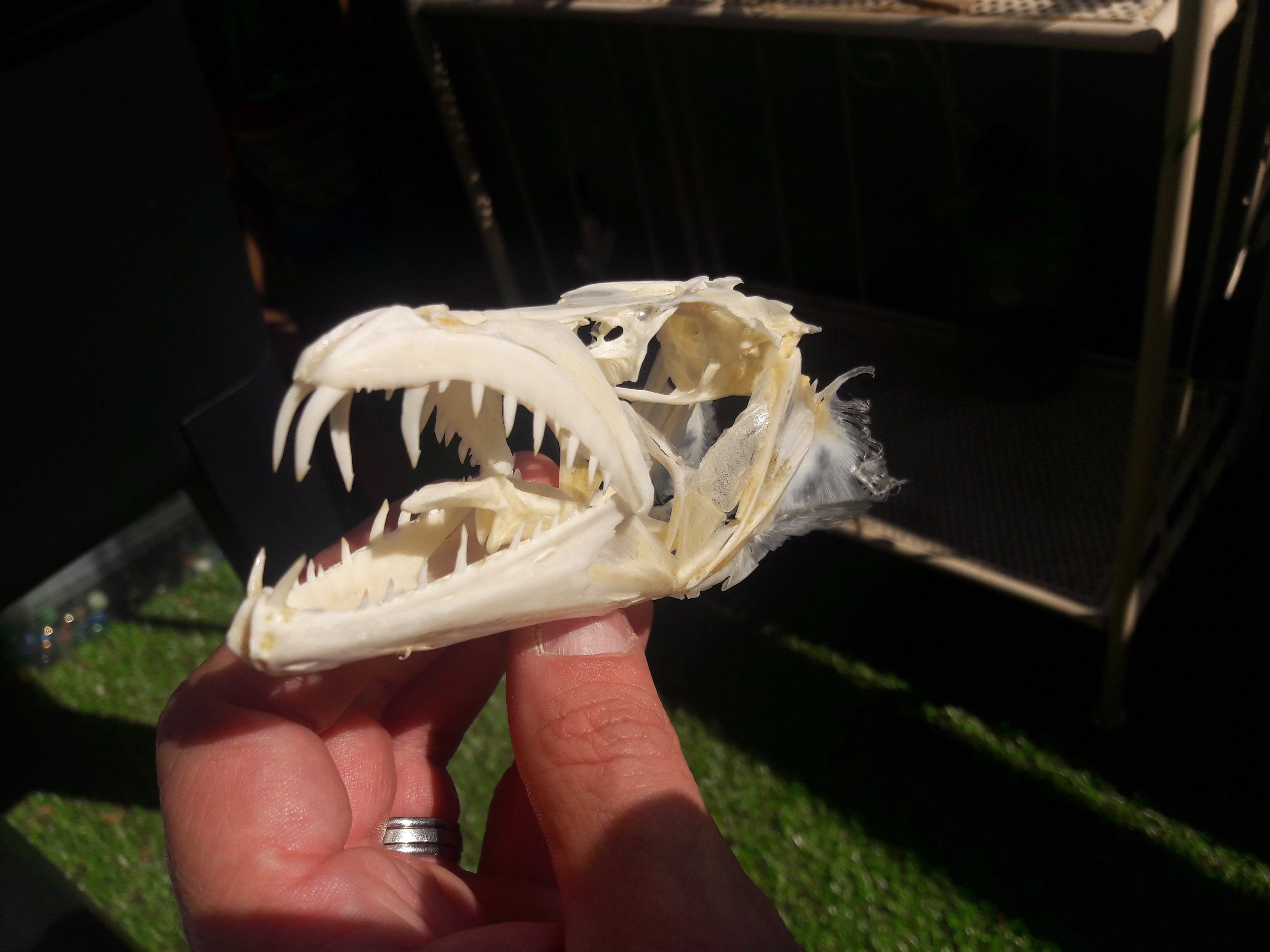 Barracuda Skull Sphyraena Barracuda - Etsy