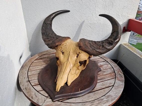 スカルトロフィー バッファロー 【公式通販】