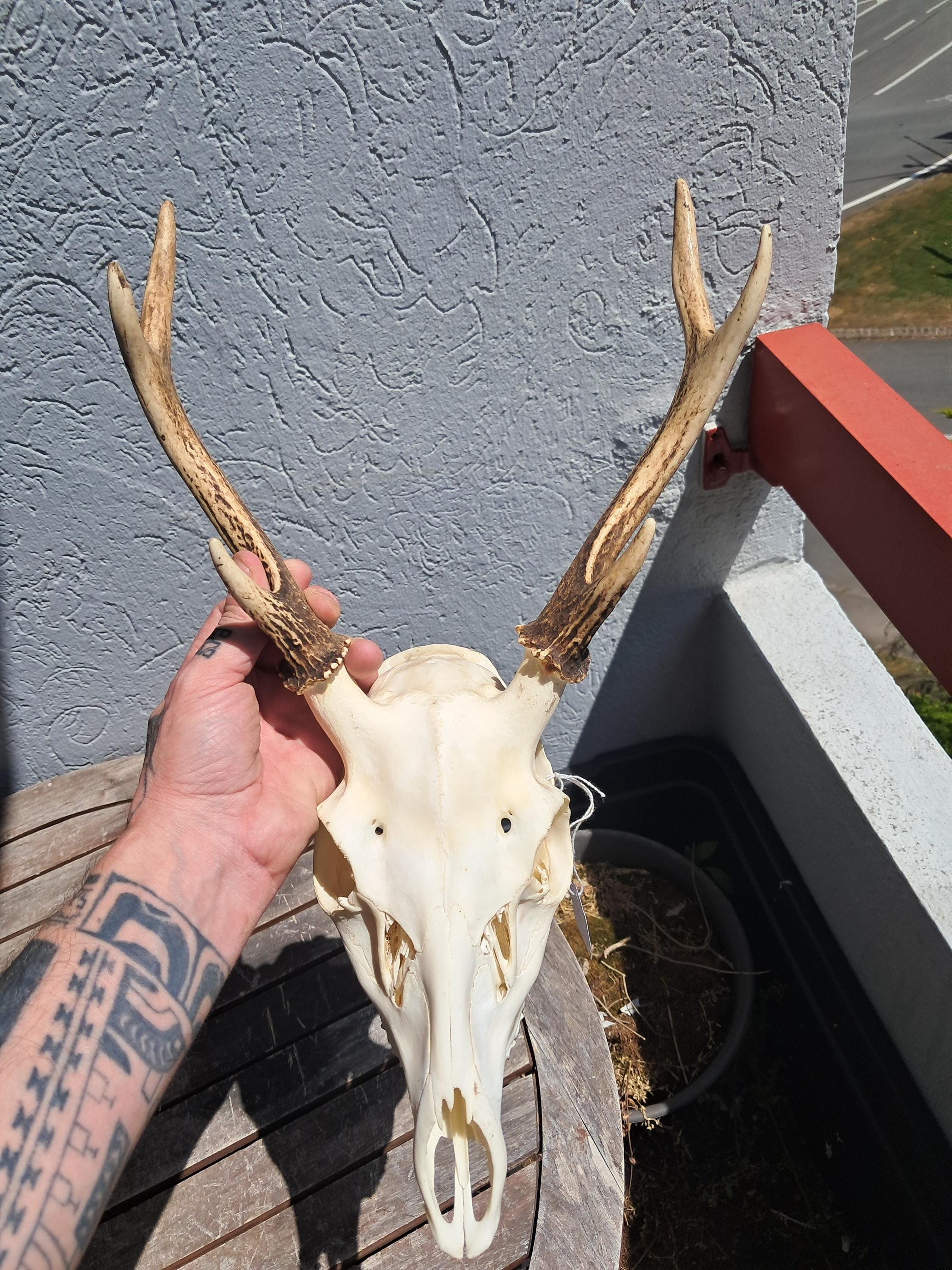 ニホンジカの頭蓋骨。シカ日本 #3 - Etsy 日本