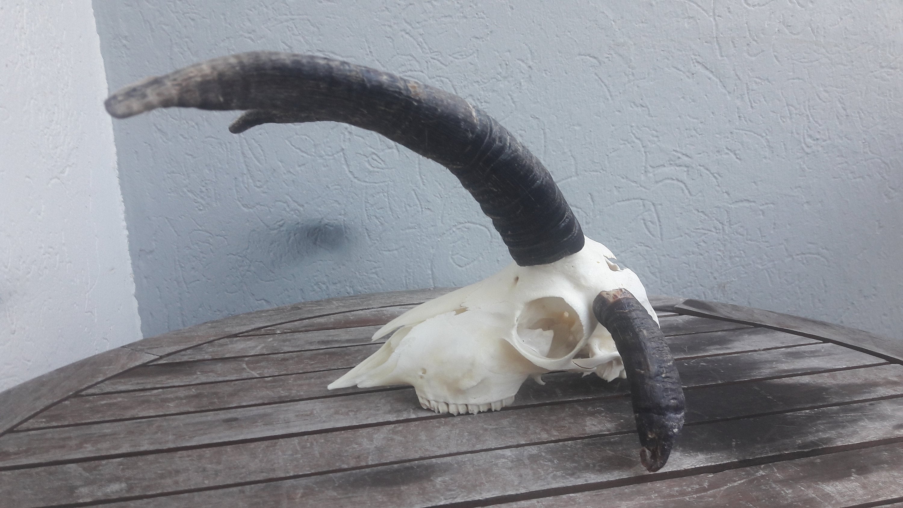 Jacobs ram skull - Etsy België, image size:3000x1688