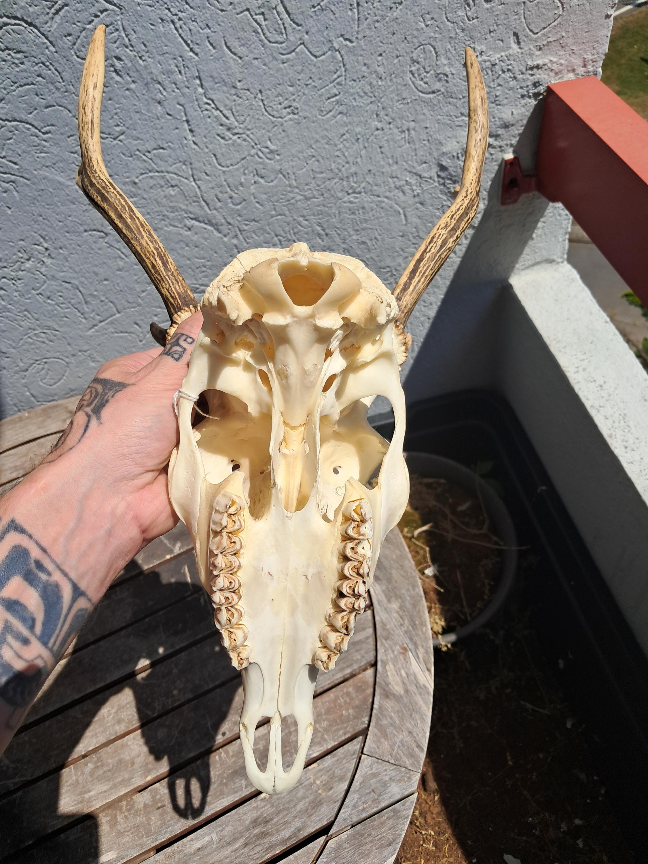 ニホンジカの頭蓋骨。シカ日本 #3 - Etsy 日本