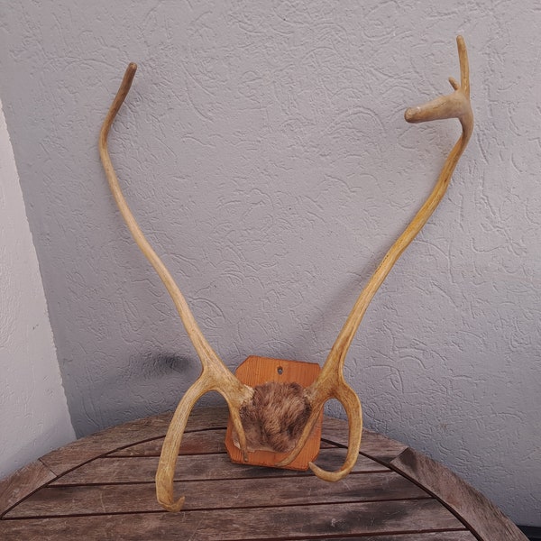 Reindeer/Caribou Trophy; Rangifer tarandus