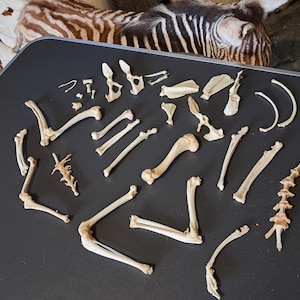 Lot of various curiosities #E1