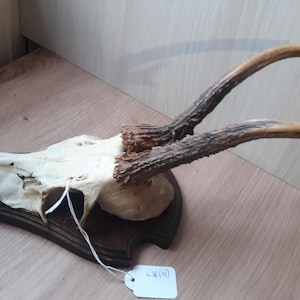 Roe deer trophy on shield; odd head #L36(13)