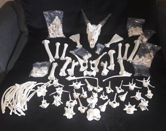 Complete disarticulated skeleton of Waterbuck