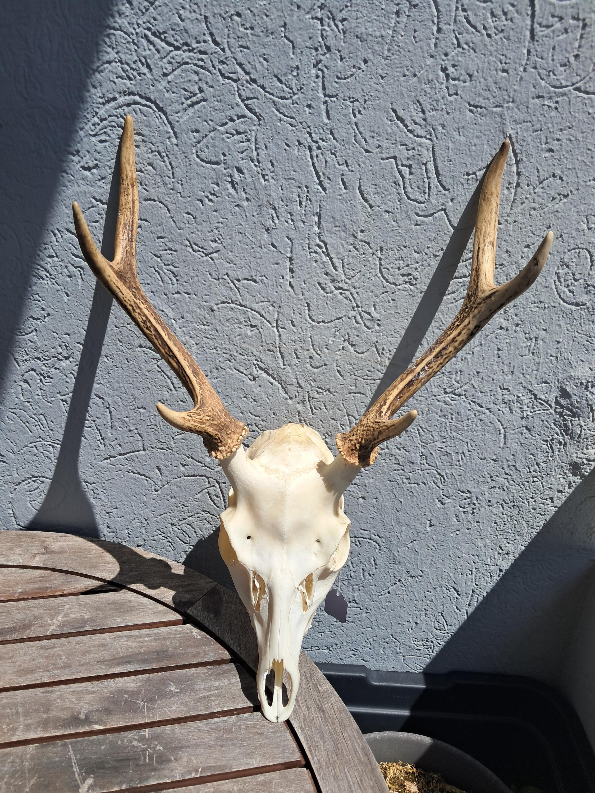 ニホンジカ、頭骨 il_fullxfull.7001916015_3h01.jpg