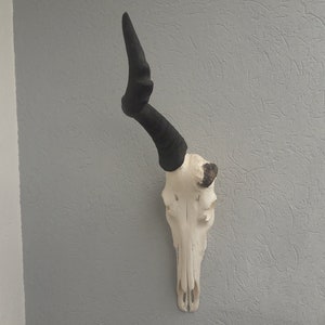Atypischer Kuhantilopenschädel; Alcelaphus buselaphus