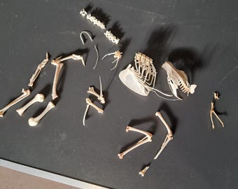 Disarticulated pigeon skeleton