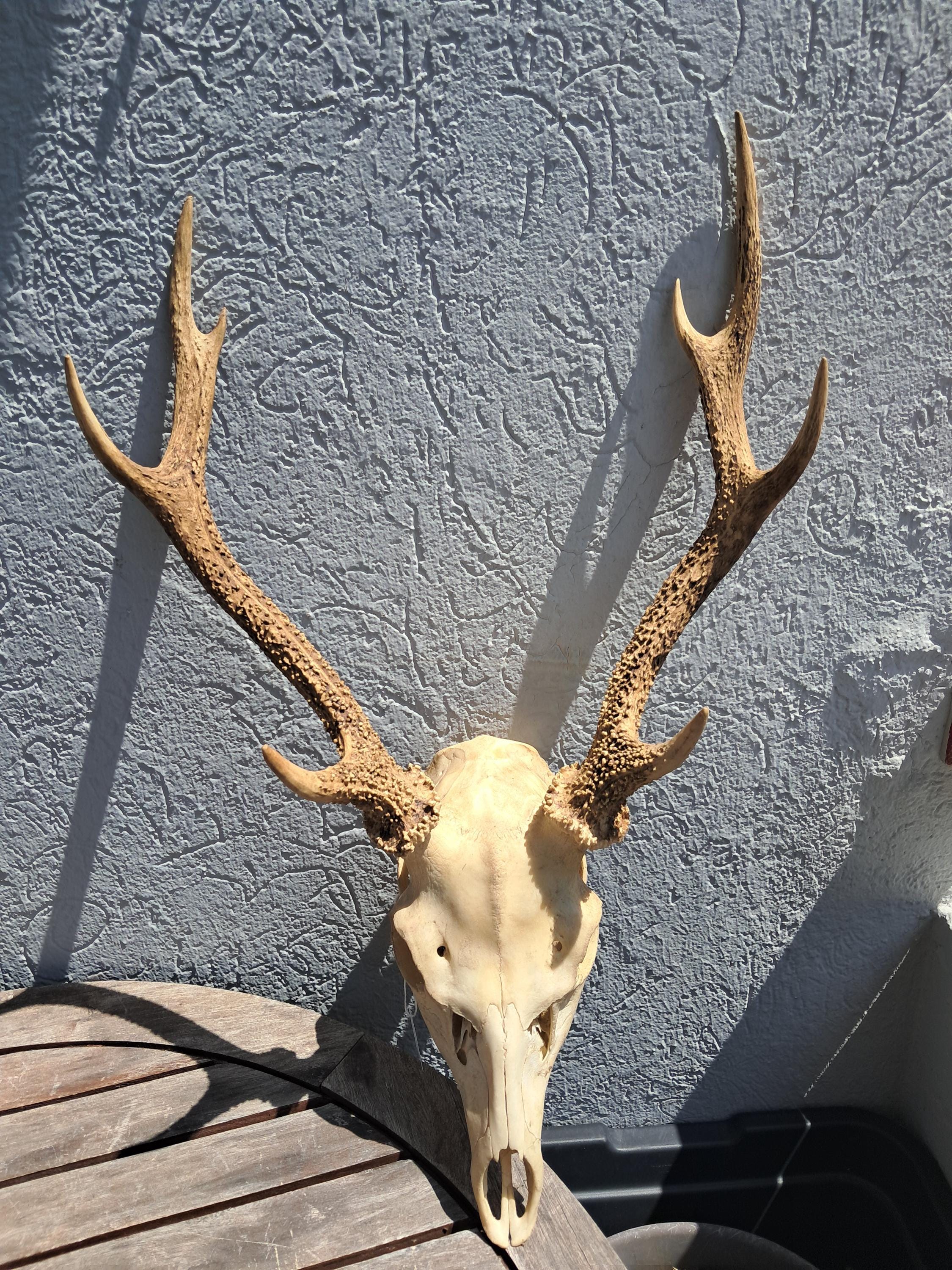 n*r様 蝦夷鹿hunting trophy(deer skull)天然 Sika Deer Skull With Fangs; Cervus Nippon #9 - Etsy