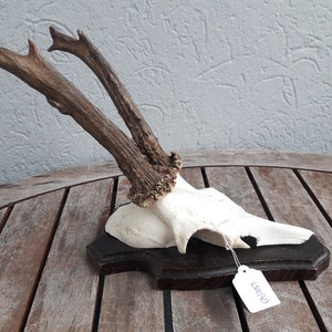 Roe deer trophy on shield #L502(42)