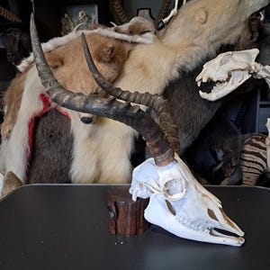 Impala skull with jaw (Aepyceros melampus)