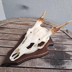 Fallow deer trophy