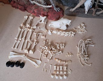 Complete disarticulated skeleton of a Shetland pony