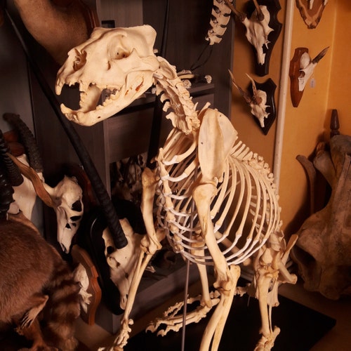 ニホンジカの頭蓋骨。シカ日本 #2 - Etsy 日本