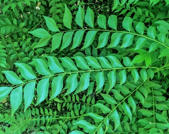 Curry Leaves- GROWN IN USA