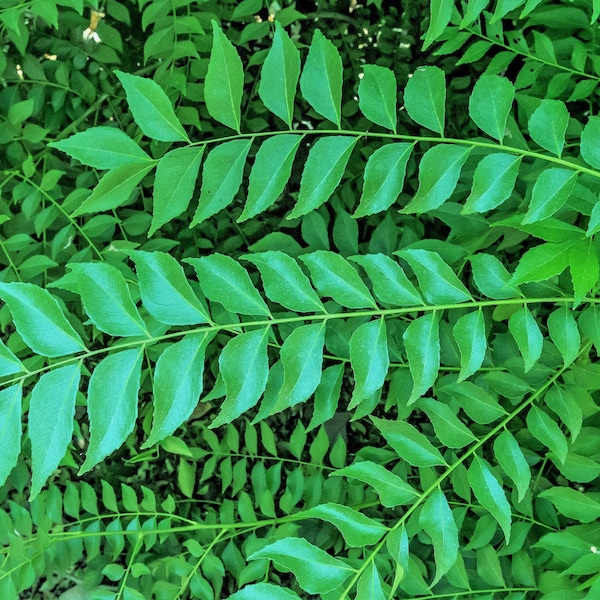 Curry Leaves- GROWN IN USA