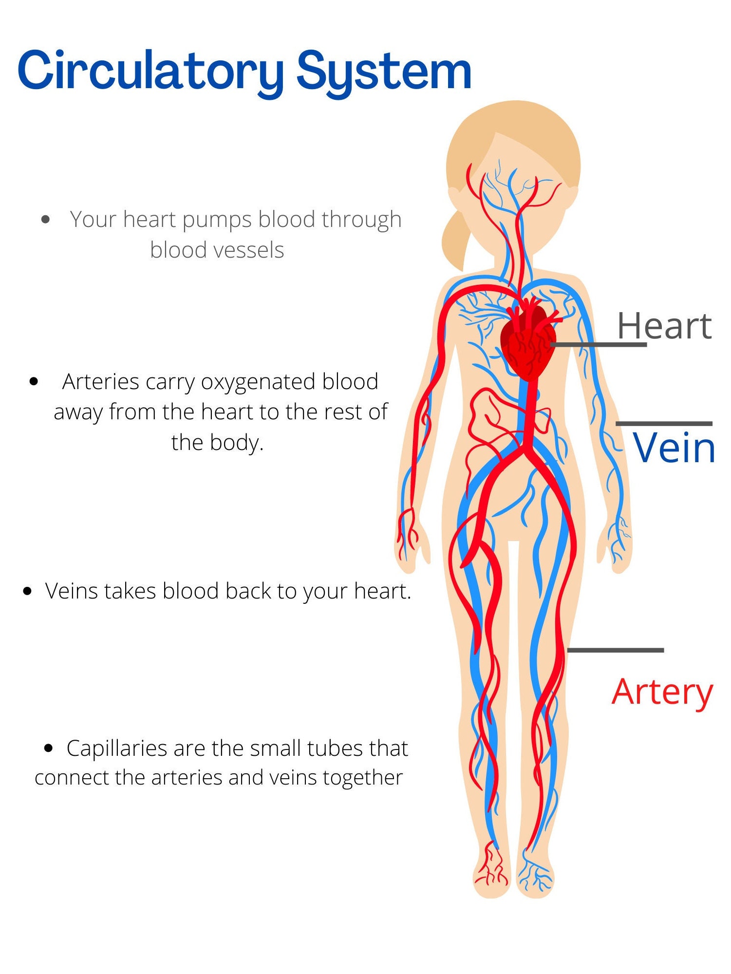 Circulatory System For Kids