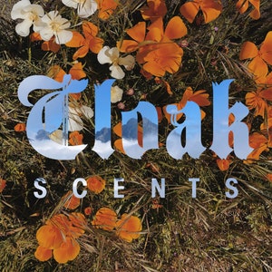 May include: A close-up of a floral arrangement with orange and yellow flowers. The word "Cloak" is superimposed over the flowers in a white, stylized font. The text "Scents" is below the word "Cloak" in a smaller, white font.