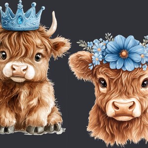 Baby Boy Highland Cow Watercolor Clipart PNG Bundle. Newborn Children ...