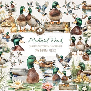 Mallard Duck Watercolor Clipart Bundle. Digital Download. Commercial Use. 78 PNG