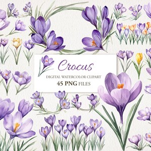 Peut inclure: Clipart numérique à l'aquarelle représentant des fleurs de crocus violettes et jaunes avec des tiges et des feuilles vertes. Le texte "Crocus" et "45 PNG FILES" est inclus.