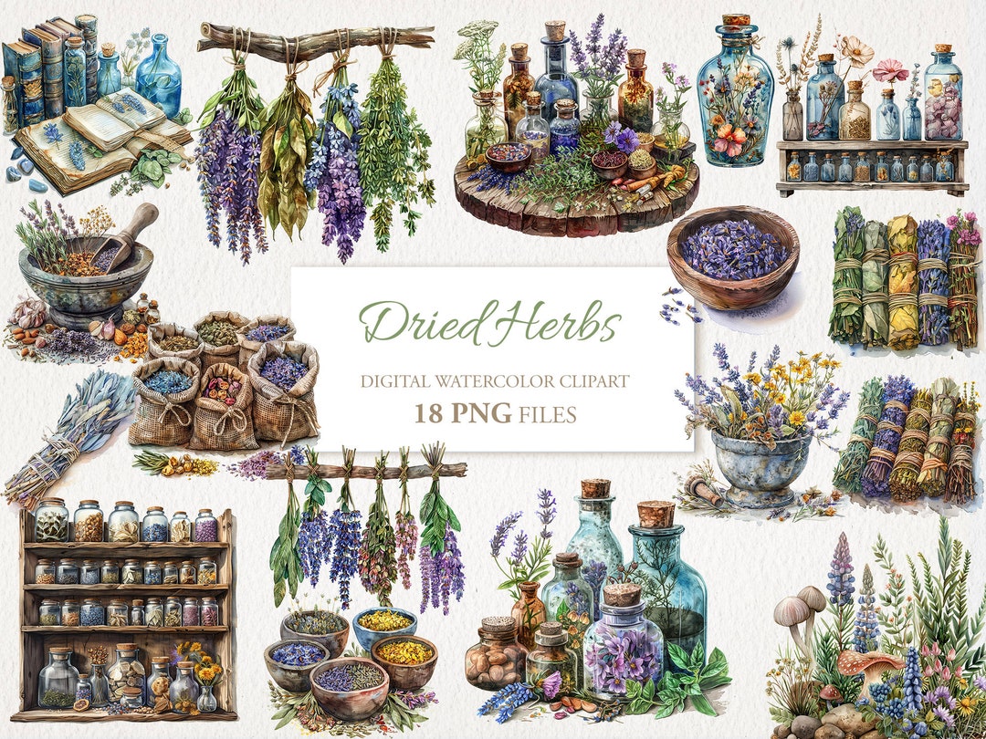Dried Herbs Watercolor Clipart PNG Bundle. Herbal Green Magic. AI ...