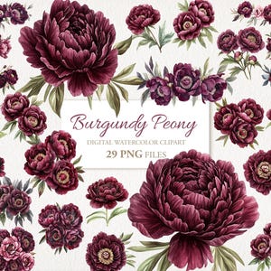 Bundle de cliparts aquarelle de fleurs de pivoine bordeaux automne automne. Illustration de l'IA. Utilisation commerciale. Cartes de journal pour scrapbooking. 29 PNG