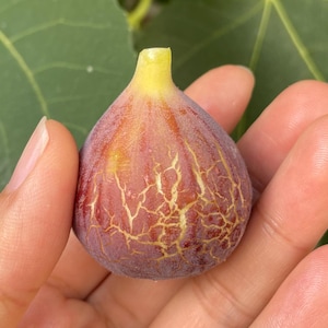 May include: A ripe fig, held in a hand, displays a deep purple hue with intricate golden veining. The fig's stem is a vibrant yellow. The background features green fig leaves and a glimpse of a brick wall, suggesting a garden setting.