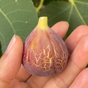 Purple/Black Fig Tree Well Rooted - Hardy, Sweet, and Abundantly Productive