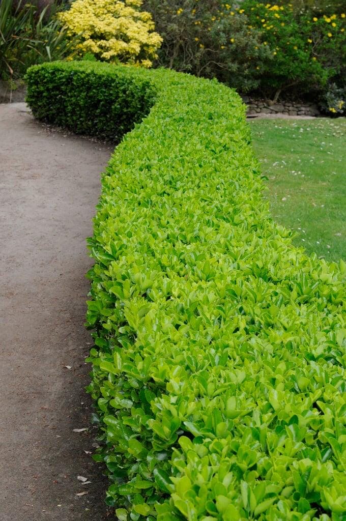 Euonymus japonicus – Hardy Evergreen Shrub for Year-Round Beauty
