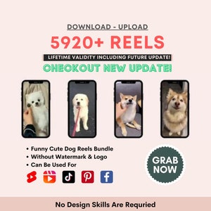 Pacote de vídeos engraçados de animais e cachorros: modelos de vídeos do Instagram, vídeos curtos do YouTube, páginas com tema de animais, vídeos do TikTok, vídeos virais, amantes de cães